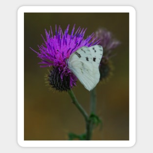 Butterfly Snack Time Sticker